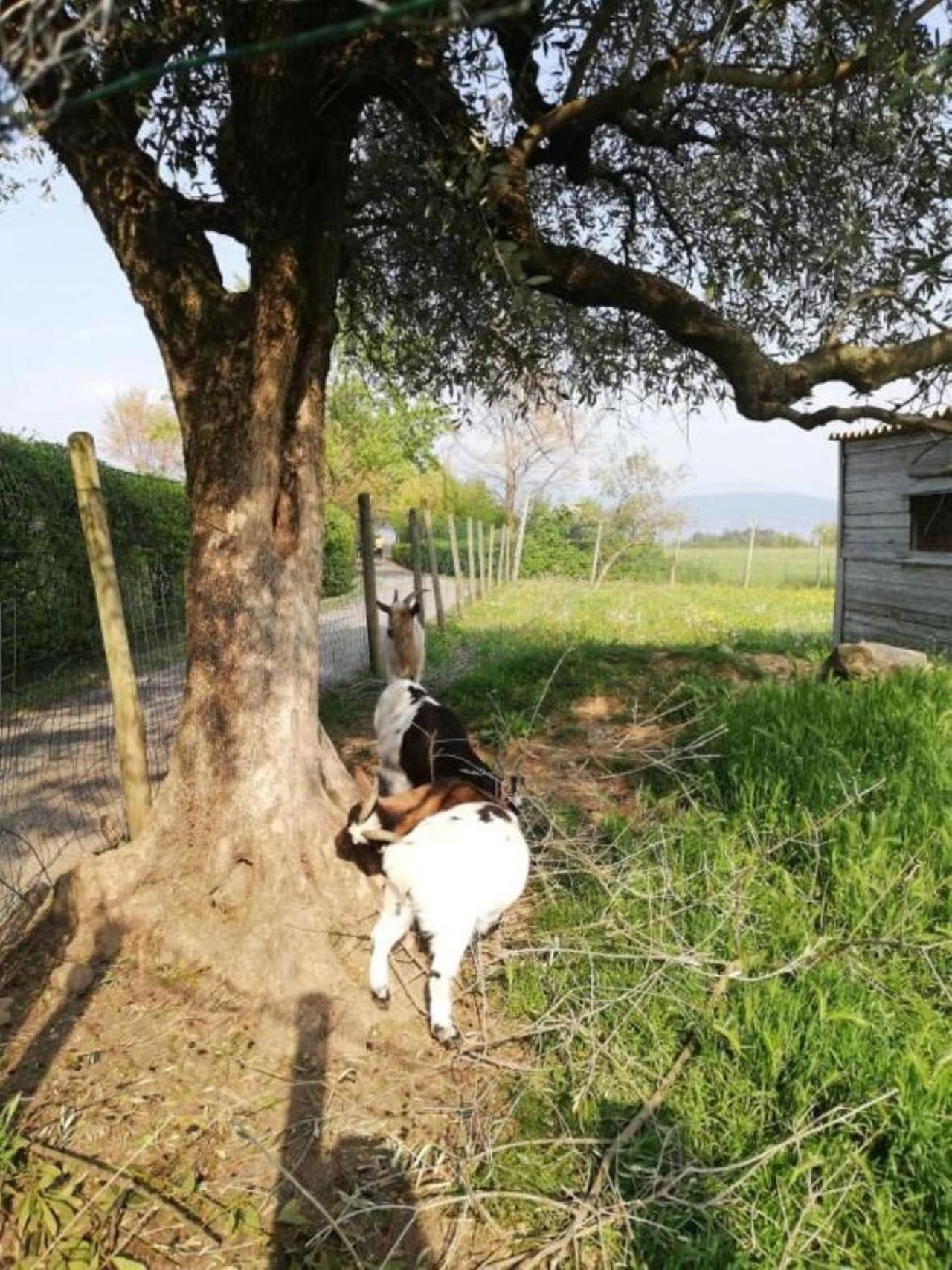 Dolce Lago B&B San Felice del Benaco Luaran gambar