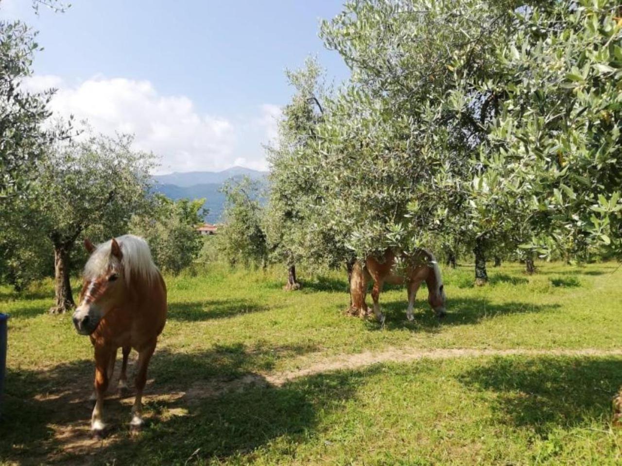 Dolce Lago B&B San Felice del Benaco Luaran gambar